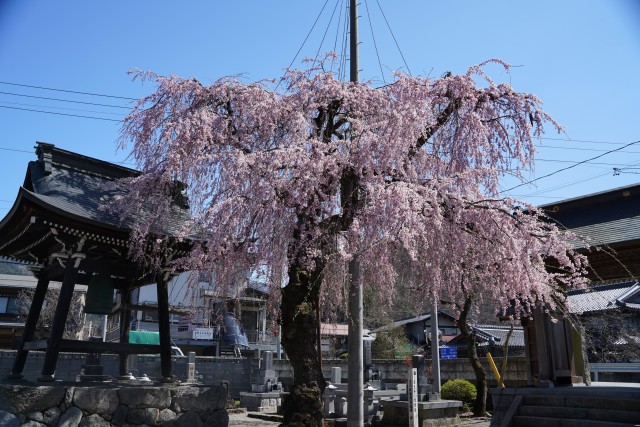 西光寺の桜